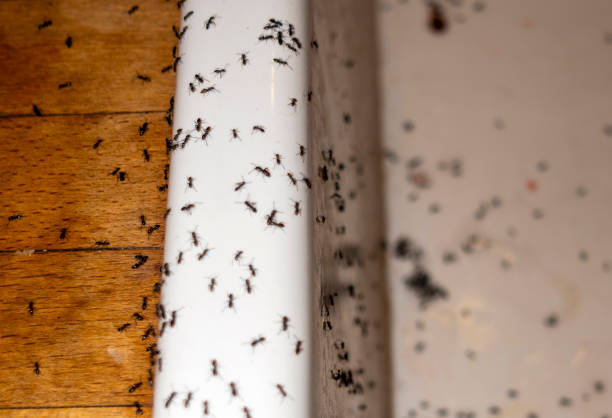 Best Cockroach Control Services  in Effort, PA